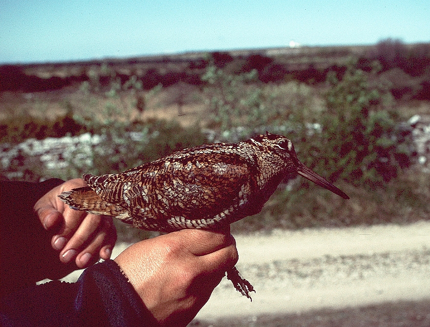 Eurasian Woodcock, Skoge